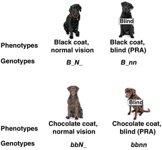 Independent Assortment of Two Genes in Labrador Retrievers (phenotypes and genotypes)