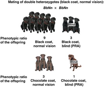 Independent Assortment of Two Genes in Labrador Retrievers (offspring ratios)