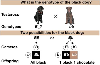 Testcross in Dogs