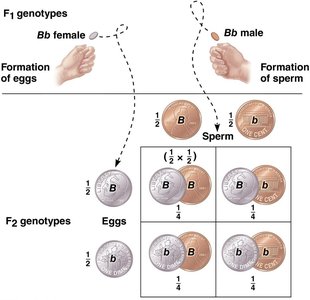 Segregation and Fertilization as Chance Events