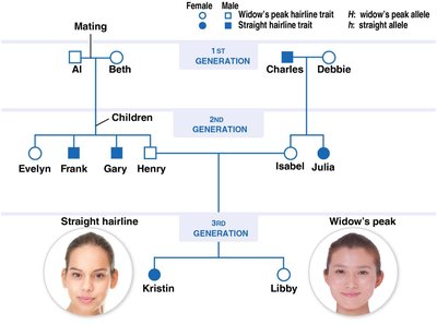 Pedigree Chart with Genotypes
