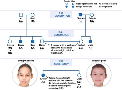 Pedigree Chart with Incomplete Genotype Information