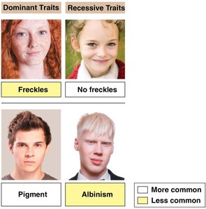 Dominant and Recessive Traits (Freckles, Albinism)