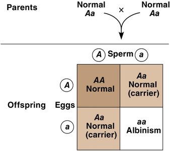 Albinism is a Recessive Disorder