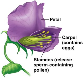 Garden Pea Flower Anatomy