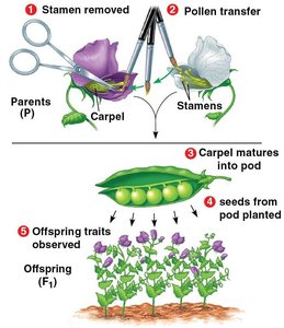 Mendel’s Technique for Cross-Fertilization of Pea Plants