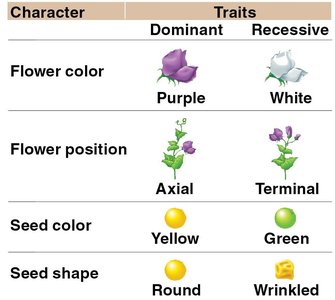 Pea Characteristics Studied by Mendel (part 1)
