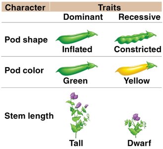 Pea Characteristics Studied by Mendel (part 2)
