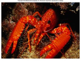 Lobster as an example of chitin in exoskeletons