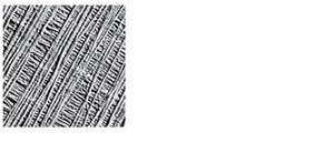 Cellulose microfibrils in a plant cell wall