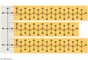 Ester linkage in a fat molecule (triglyceride)