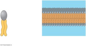Phospholipid symbol and bilayer