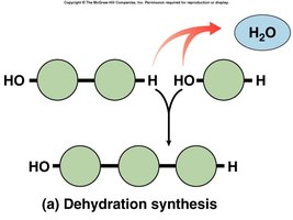 Dehydration synthesis diagram