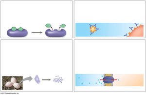 Examples of protein functions
