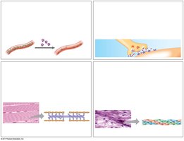 Examples of hormonal, receptor, contractile, and structural proteins