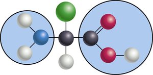 Amino acid structure