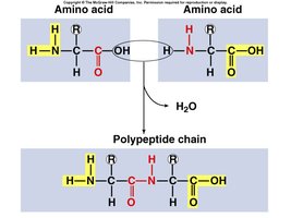 Peptide bond formation between amino acids