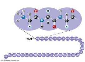 Primary structure of a protein
