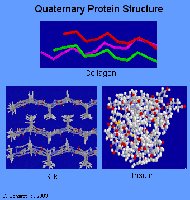 Quaternary protein structure: collagen and hemoglobin