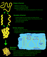 Summary of protein structure levels