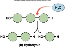 Hydrolysis diagram