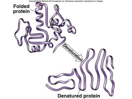 Denaturation of a protein: folded vs. denatured