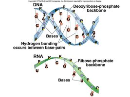 DNA and RNA structure and base pairing