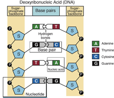 DNA double helix and nucleotide pairing