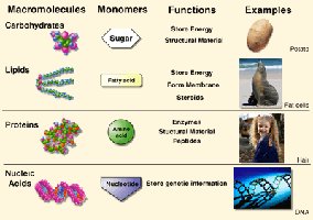 Summary table of macromolecules, monomers, functions, and examples