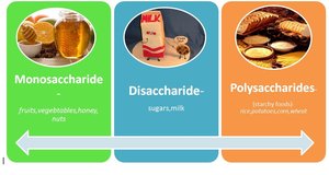 Monosaccharide, disaccharide, and polysaccharide examples