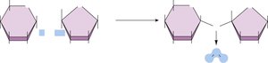 Disaccharide formation by dehydration synthesis