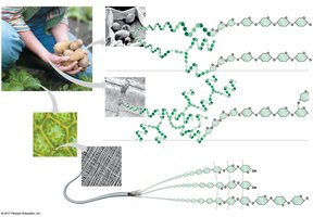 Starch, glycogen, and cellulose structure and storage