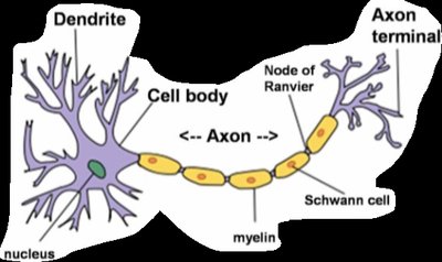 Structure of a neuron showing dendrites, cell body, axon, myelin, node of Ranvier, Schwann cell, and axon terminal