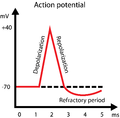 Graph of an action potential showing depolarization, repolarization, and refractory period