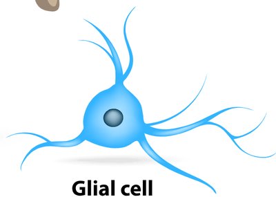 Illustration of a glial cell