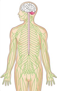 Diagram of the human nervous system showing the brain, spinal cord, and peripheral nerves