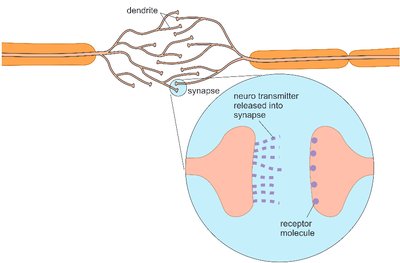 Diagram of a synapse showing neurotransmitter release and receptor binding