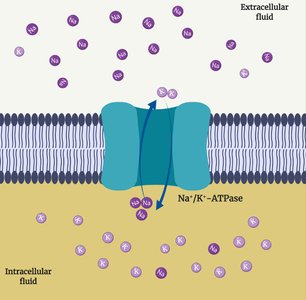 Diagram of Na+/K+-ATPase pump in the cell membrane