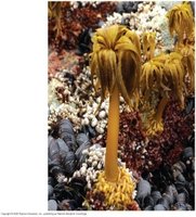Brown algae (seaweed) with holdfast, stipe, and blades