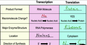 Table comparing transcription and translation: product, enzyme, location, direction