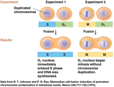 Cell cycle control system experiment