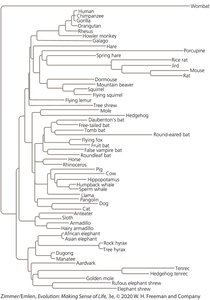 Gene tree for BRCA1 and mammalian phylogeny