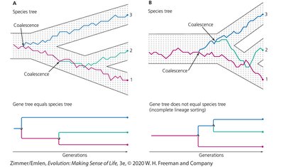 Comparison of gene tree and species tree with coalescence events