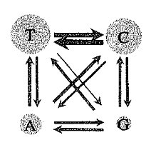 Diagram of nucleotide transitions and transversions