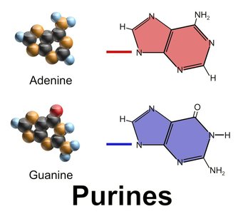 Structures of purines: adenine and guanine