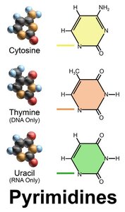 Structures of pyrimidines: cytosine, thymine, uracil