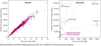 Comparison of genome size and protein-coding gene number in bacteria and eukaryotes