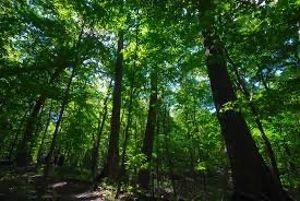 Successional stages from pioneer to climax community