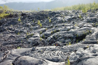 Primary succession on lava flow