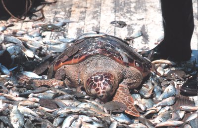 Sea turtle among bycatch on a fishing boat